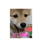 豆柴テツくん 3（個別スタンプ：2）