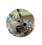豆柴テツくん 3（個別スタンプ：4）