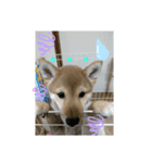 豆柴テツくん 3（個別スタンプ：5）