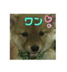 豆柴テツくん 3（個別スタンプ：7）