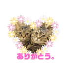 キジトラ姉妹の日常（個別スタンプ：1）