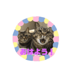 キジトラ姉妹の日常（個別スタンプ：8）