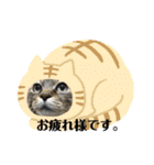 キジトラ姉妹の日常（個別スタンプ：13）