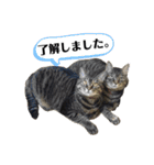 キジトラ姉妹の日常（個別スタンプ：21）