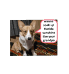 doggo stamp 2（個別スタンプ：3）