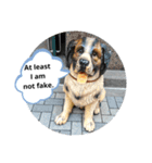 doggo stamp 2（個別スタンプ：5）