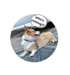 doggo stamp 2（個別スタンプ：6）