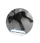 doggo stamp 2（個別スタンプ：8）