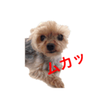 みるちゃんのきもち（個別スタンプ：3）
