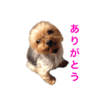みるちゃんのきもち（個別スタンプ：7）