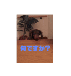 ゆまるの犬特集スタンプ（個別スタンプ：2）