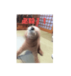 ゆまるの犬特集スタンプ（個別スタンプ：4）