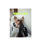 ゆまるの犬特集スタンプ（個別スタンプ：6）