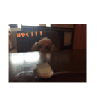 ゆまるの犬特集スタンプ（個別スタンプ：8）
