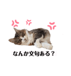 桃タローのつぶやき ver.2（個別スタンプ：8）