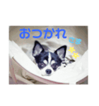 まいろ時々くるちゃん3（個別スタンプ：1）