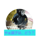 ロペ＆チロほのぼのスタンプ[sumikke11 GG]（個別スタンプ：1）