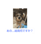 ロペ＆チロほのぼのスタンプ[sumikke11 GG]（個別スタンプ：6）