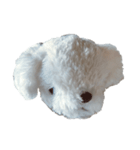 犬のしらこちゃん（個別スタンプ：1）