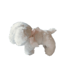 犬のしらこちゃん（個別スタンプ：5）
