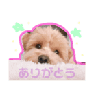 マルプーの日常スタンプ（個別スタンプ：2）
