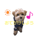マルプーの日常スタンプ（個別スタンプ：6）