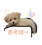マルプーの日常スタンプ（個別スタンプ：8）