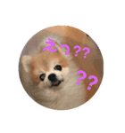 ポメライムくんの日常その2（個別スタンプ：4）