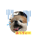 ポメライムくんの日常その2（個別スタンプ：5）