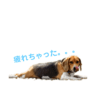 ぼくラッキーだよ（個別スタンプ：2）