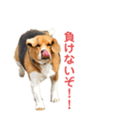 ぼくラッキーだよ（個別スタンプ：3）