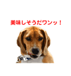 ぼくラッキーだよ（個別スタンプ：4）