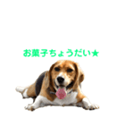 ぼくラッキーだよ（個別スタンプ：6）