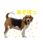 ぼくラッキーだよ（個別スタンプ：7）
