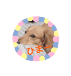 キュートな犬（個別スタンプ：2）