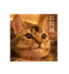 猫！！ここちゃんの日常（個別スタンプ：1）