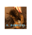 猫！！ここちゃんの日常（個別スタンプ：2）