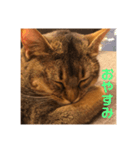 猫！！ここちゃんの日常（個別スタンプ：3）