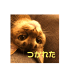 猫！！ここちゃんの日常（個別スタンプ：4）