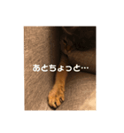 猫！！ここちゃんの日常（個別スタンプ：5）