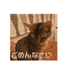 猫！！ここちゃんの日常（個別スタンプ：6）