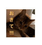 猫！！ここちゃんの日常（個別スタンプ：7）