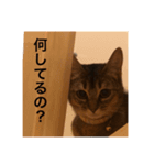猫！！ここちゃんの日常（個別スタンプ：8）