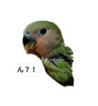 インコの気持ち～コザクラ＆セキセイ（個別スタンプ：1）