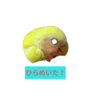 インコの気持ち～コザクラ＆セキセイ（個別スタンプ：2）