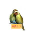 インコの気持ち～コザクラ＆セキセイ（個別スタンプ：3）