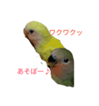 インコの気持ち～コザクラ＆セキセイ（個別スタンプ：5）