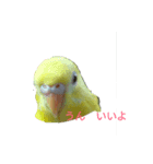 インコの気持ち～コザクラ＆セキセイ（個別スタンプ：6）