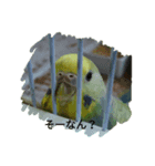 インコの気持ち～コザクラ＆セキセイ（個別スタンプ：7）