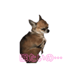 チワワ・みみちゃんの日常（個別スタンプ：1）